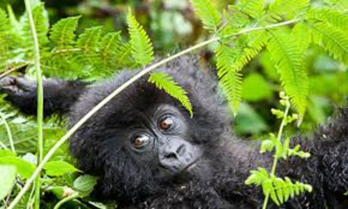 Bwindi Impenetrable National Park gorilla forest, Kibale National Park rainforest, Lake Bunyonyi and its 29 islands, Kampala city sights