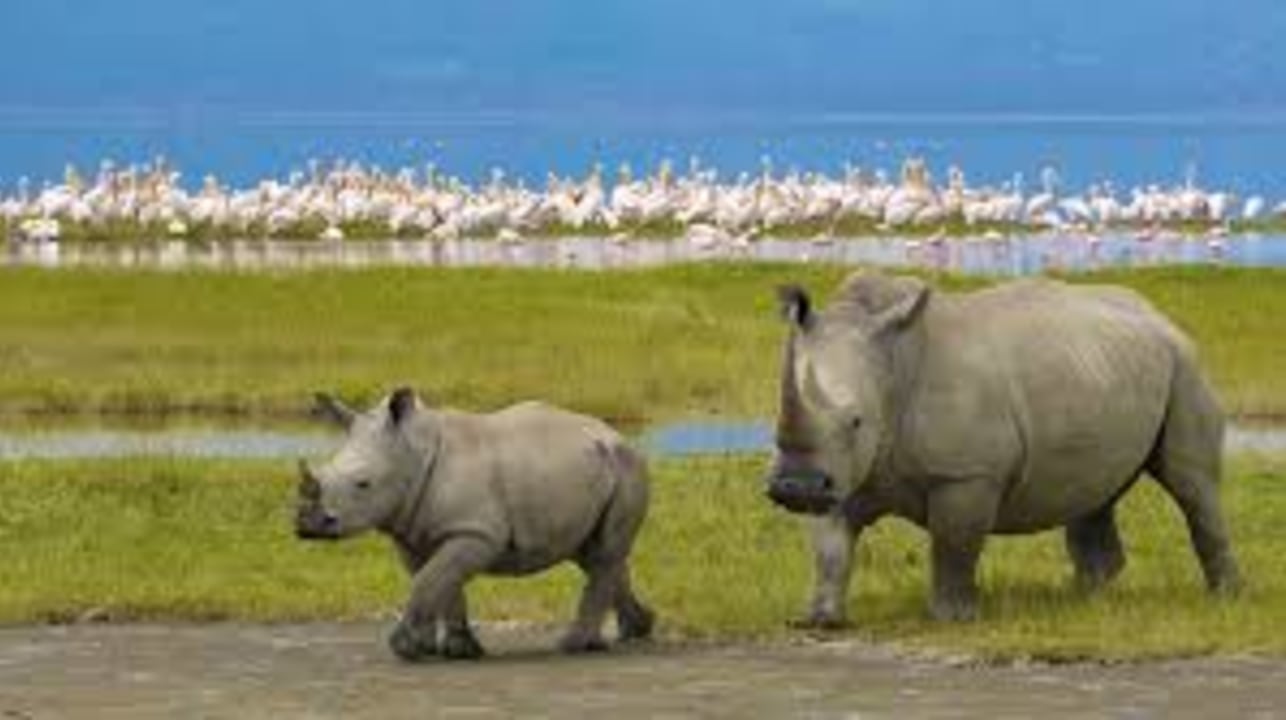 Tarangire National Park's baobab plains, Ngorongoro Crater and the hippo pond, Serengeti's wide plains and kopjes, Zanzibar beaches