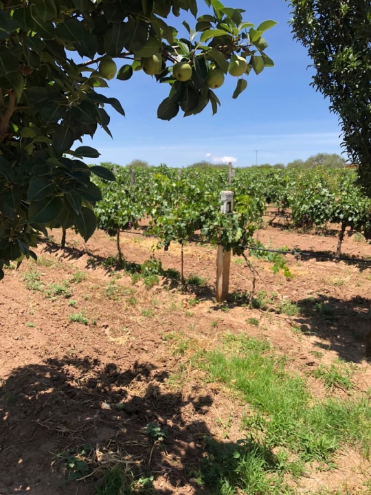 Aguascalientes City, scenic vineyards, orchards