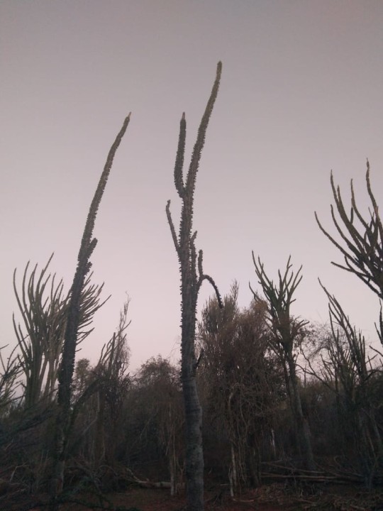 Berenty Reserve, Lake Anony, Taolagnaro sand dunes