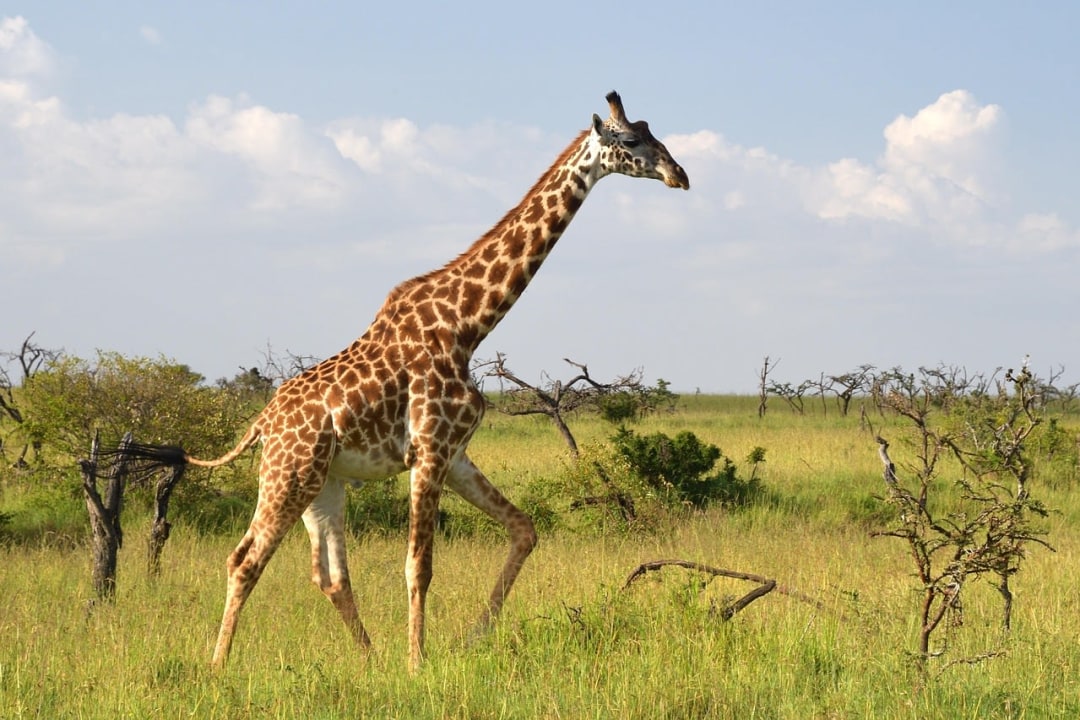 Masai Mara, Mara River, Great Rift Valley, Mount Longonot