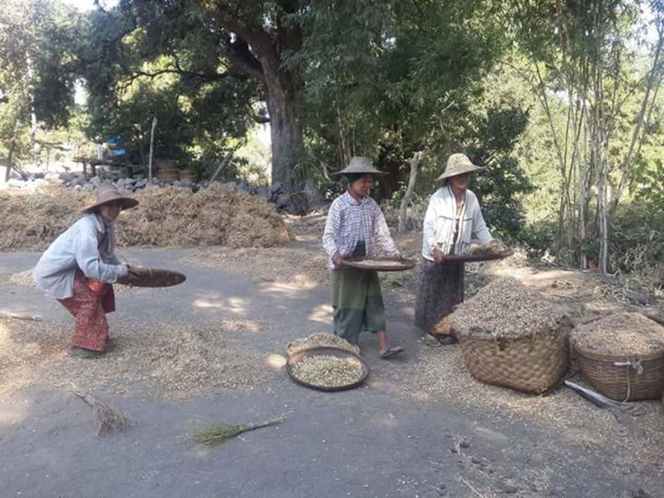 Ayeyarwady River crossing, Bagan Villages and plantations, Shwe Zi Gone, plains of Bagan