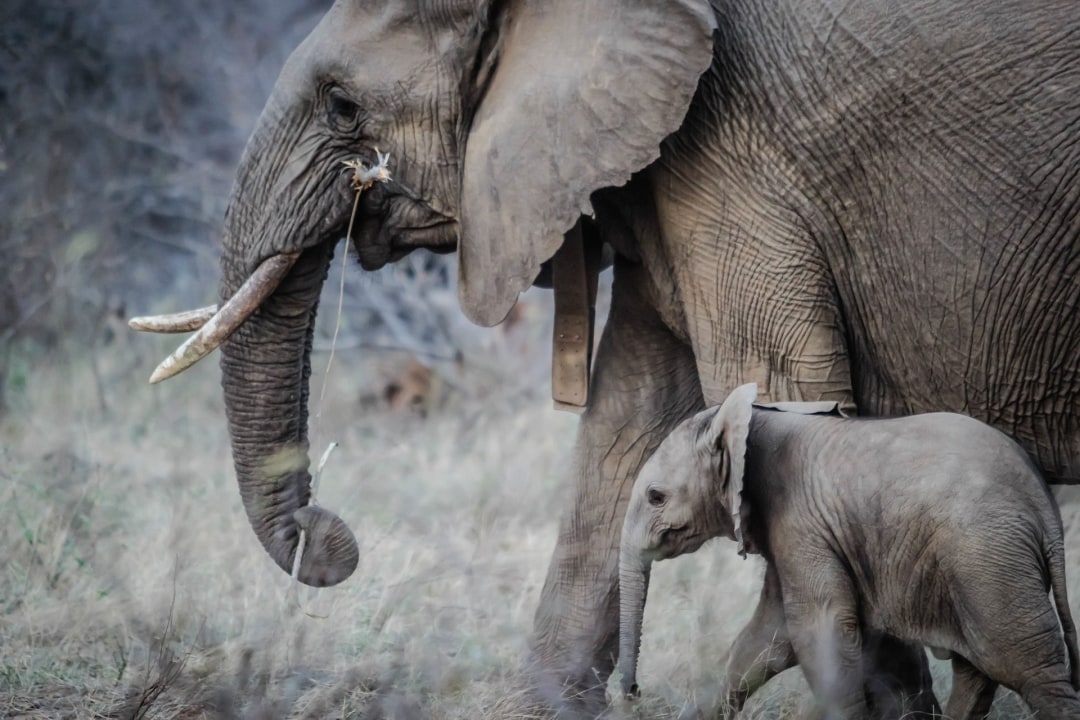 Tarangire National Park, Tarangire River, Ngorongoro Crater