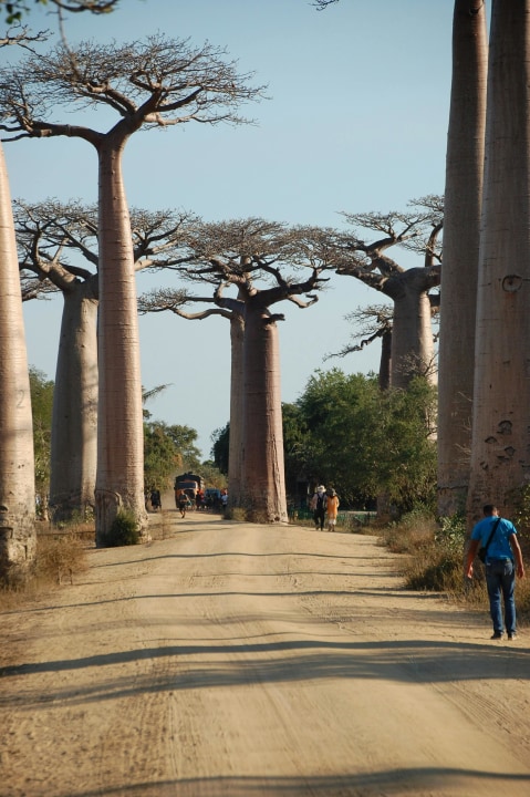Tsingy de Bemaraha limestone pinnacles, Avenue of the Baobabs at sunset, Kirindy Forest dry deciduous woodland
