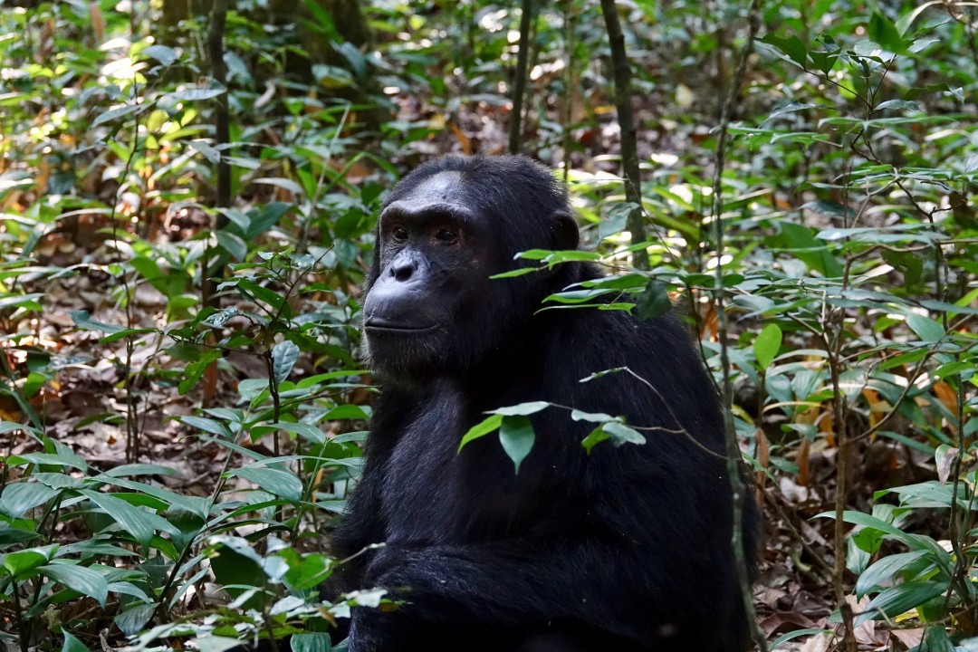 Bwindi Impenetrable National Park gorilla tracking, Ishasha tree-climbing lions, Kazinga Channel boat cruise, Kibale Forest National Park chimpanzees