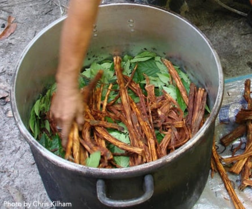 Iquitos, short jungle trek, river outing to see dolphins, steam and floral baths