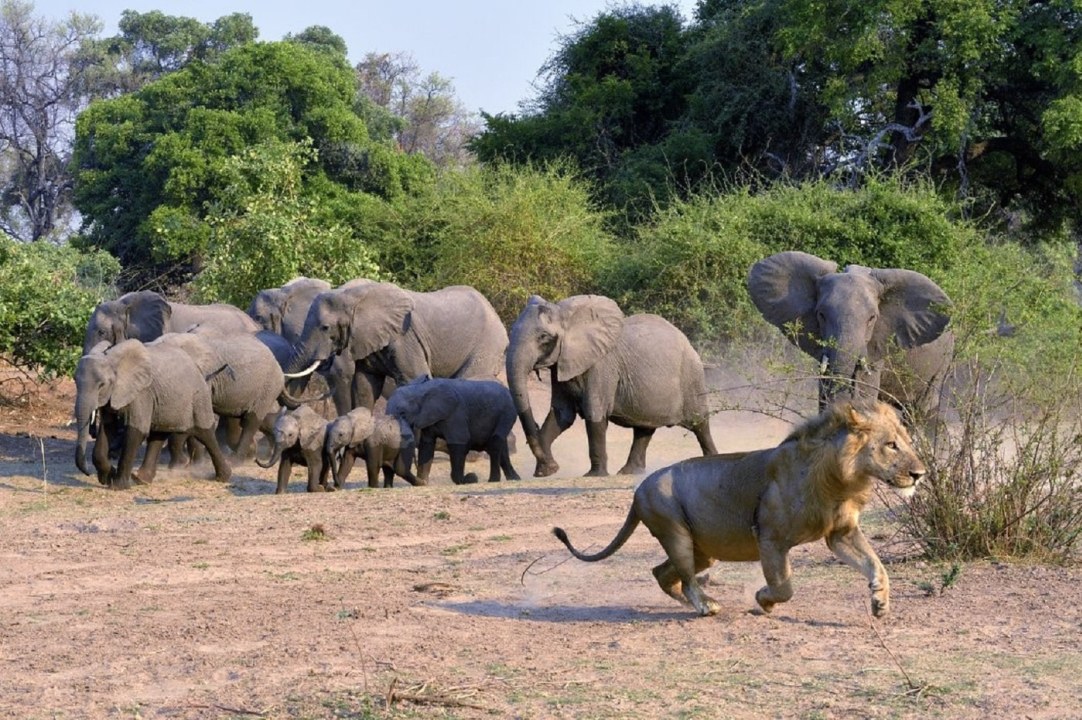 South Luangwa National Park wildlife, Kawaza Cultural Village village life, Victoria Falls, Mosi-oa-Tunya Park rhino encounters