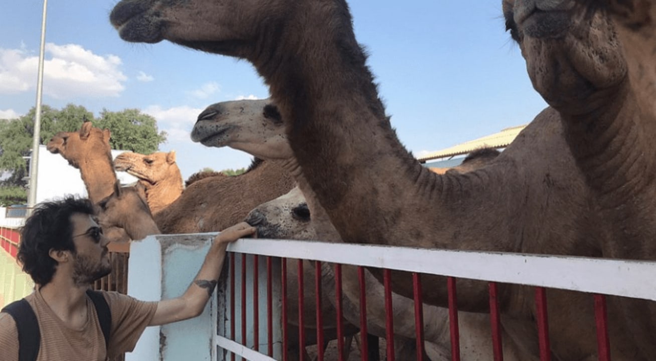 Karni Mata Temple, National Research Centre on Camel, camel museum