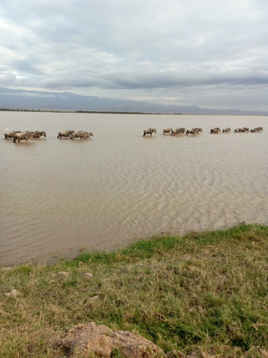 Amboseli National Park, Mount Kilimanjaro views, Great Rift Valley, Lake Nakuru National Park