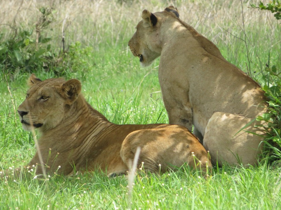 Selous Game Reserve, Rufiji River boat safari, Mikumi National Park, Maasai Boma visit