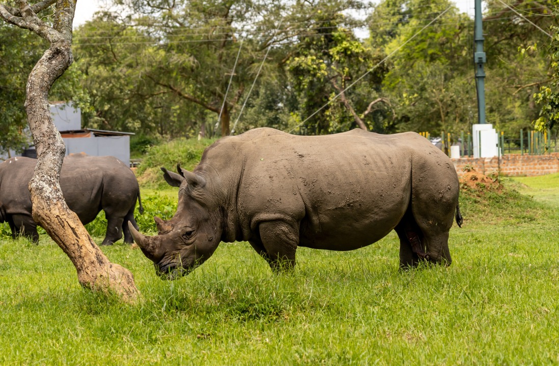 Ziwa Rhino Sanctuary, Nakitooma Village countryside, Kampala - Gulu highway drive