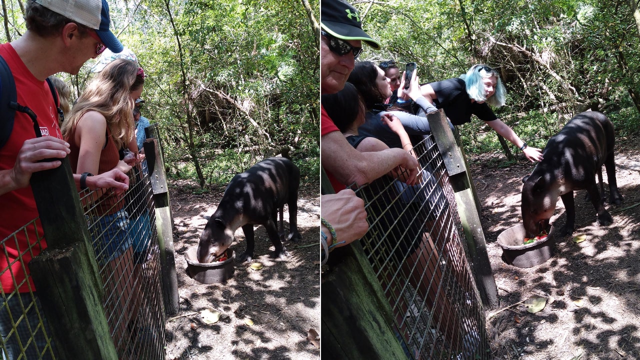 Belize Zoo habitats, Belize City streets, rum factory visit