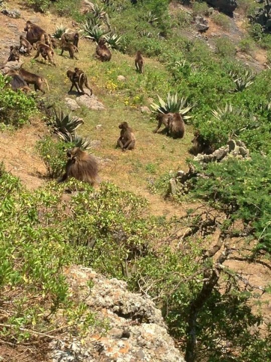 Debre Libanos Monastery, Portuguese Bridge, Jemma River, Gelada baboons