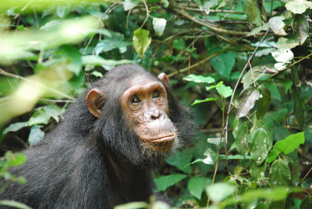Gombe Stream National Park, shores of Lake Tanganyika, Kigoma Town