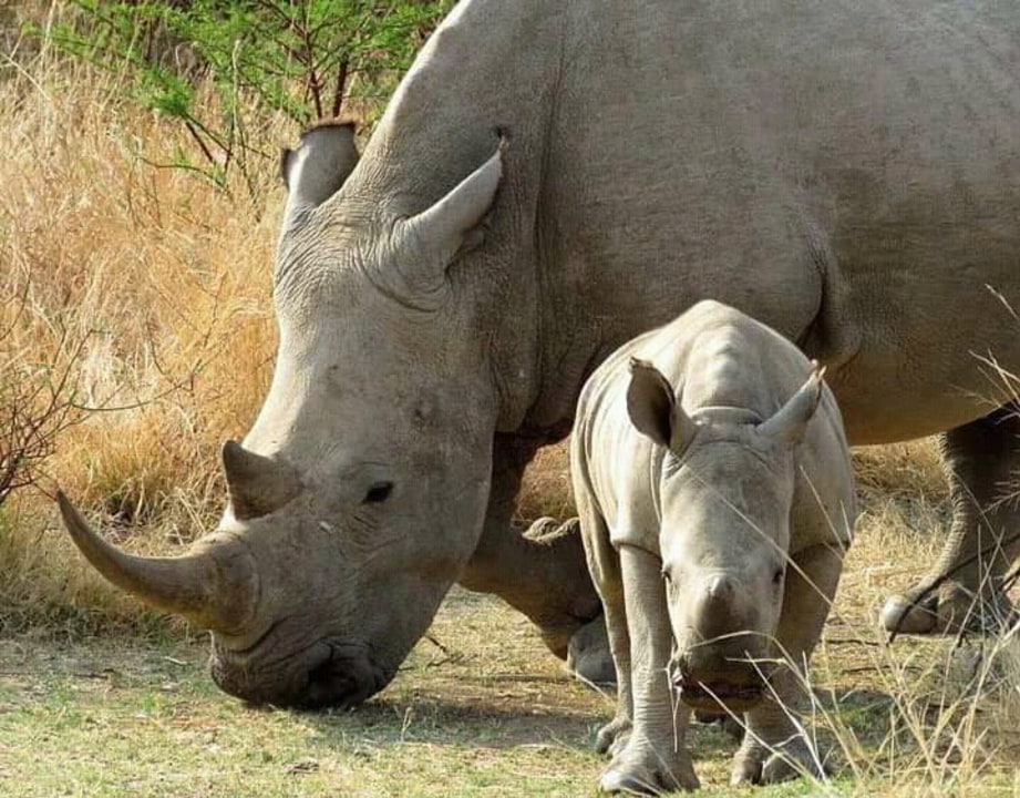 Mosi-oa-Tunya National Park, Zambezi banks, Livingstone