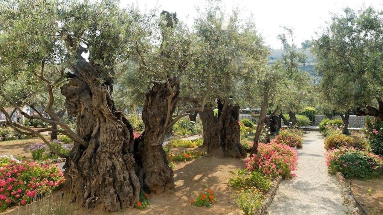 Mount of Olives, Church of the Holy Sepulchre, Western Wall