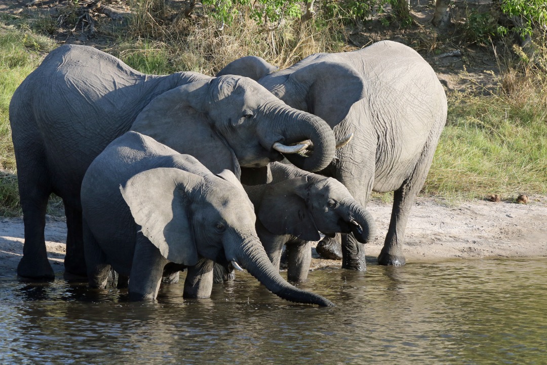 Chobe National Park along the Chobe River, Moremi Game Reserve floodplains and lagoons, Okavango Delta mokoro channels