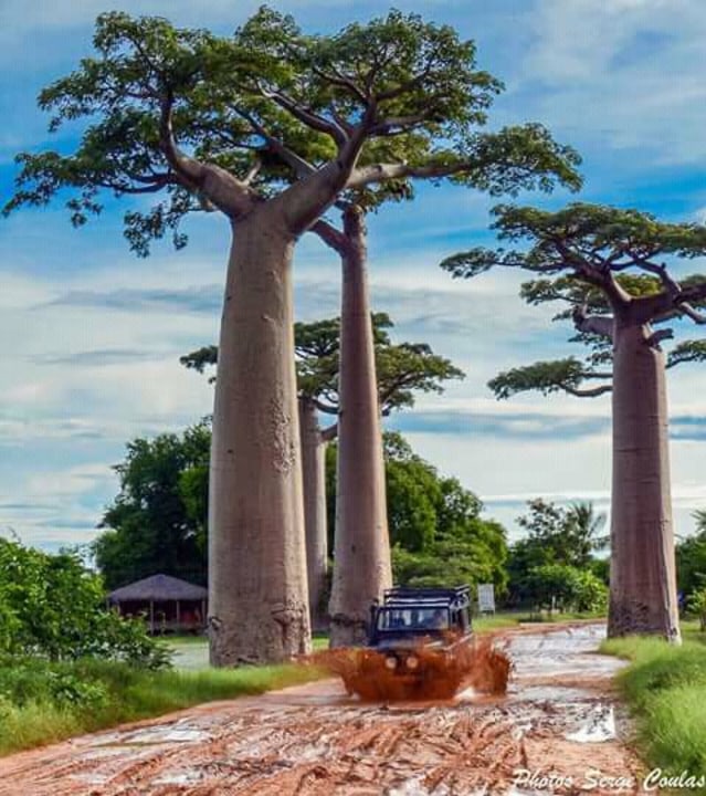 Adansonia Grandidieri baobabs, Tsingy National Park, Miandrivazo