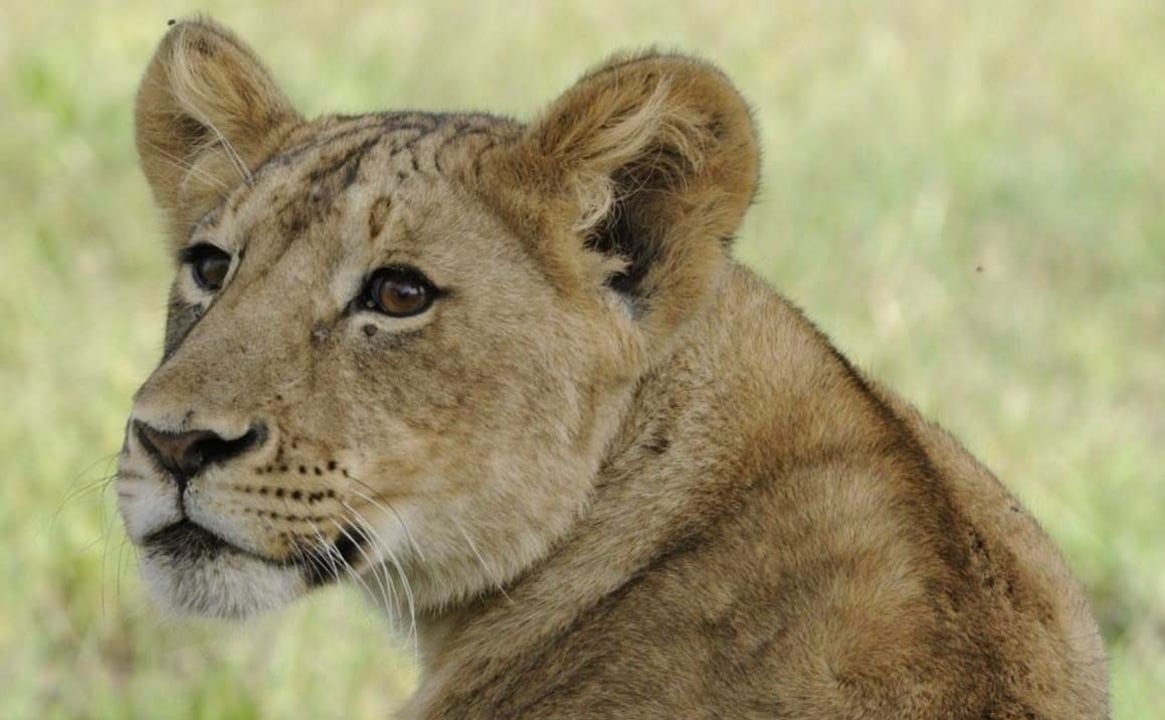 Ziwa Rhino Sanctuary, Murchison Falls National Park savannah, Nile River boat cruise, Top of the Falls gorge