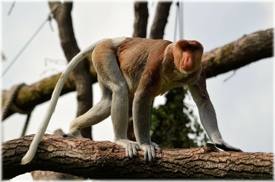 Labuk Bay Proboscis Monkey Sanctuary, Deramakot Forest Reserve, Balat on the Kinabatangan River