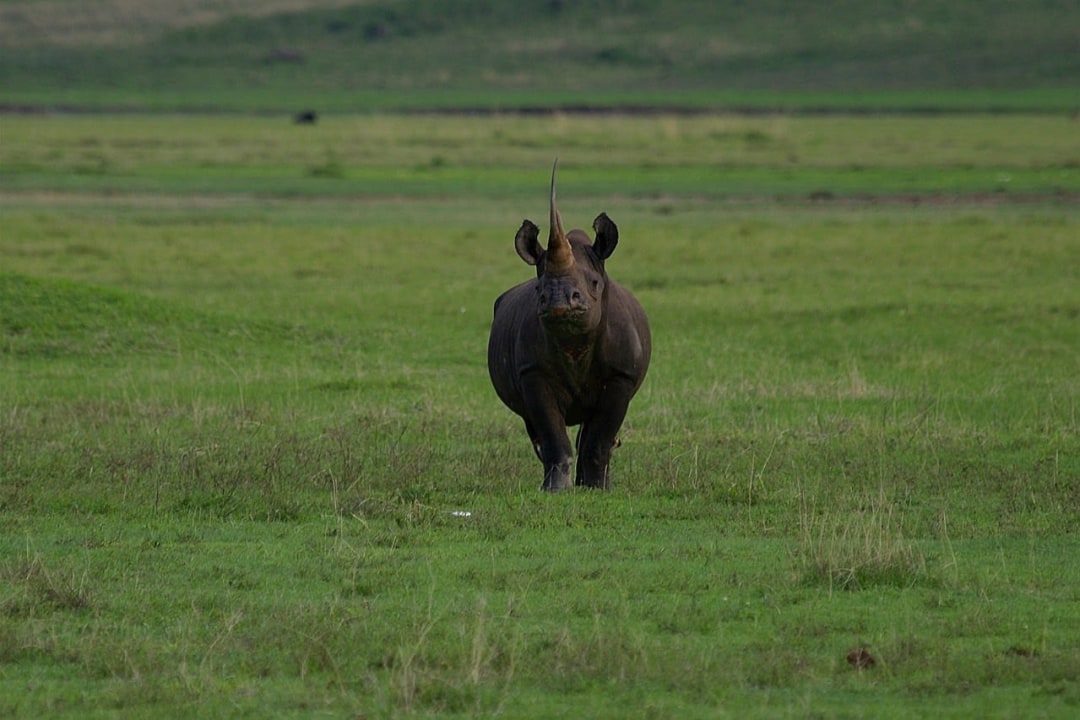 Ol Pejeta Conservancy, Serena Sweetwaters Luxury Tented Camp, lush tea and coffee estates