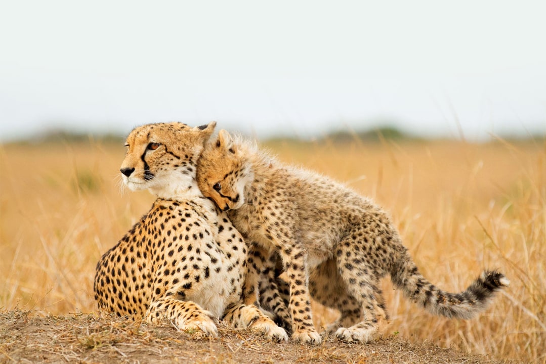 Lake Manyara National Park shorelines, Serengeti National Park savannah, Ngorongoro Crater rim