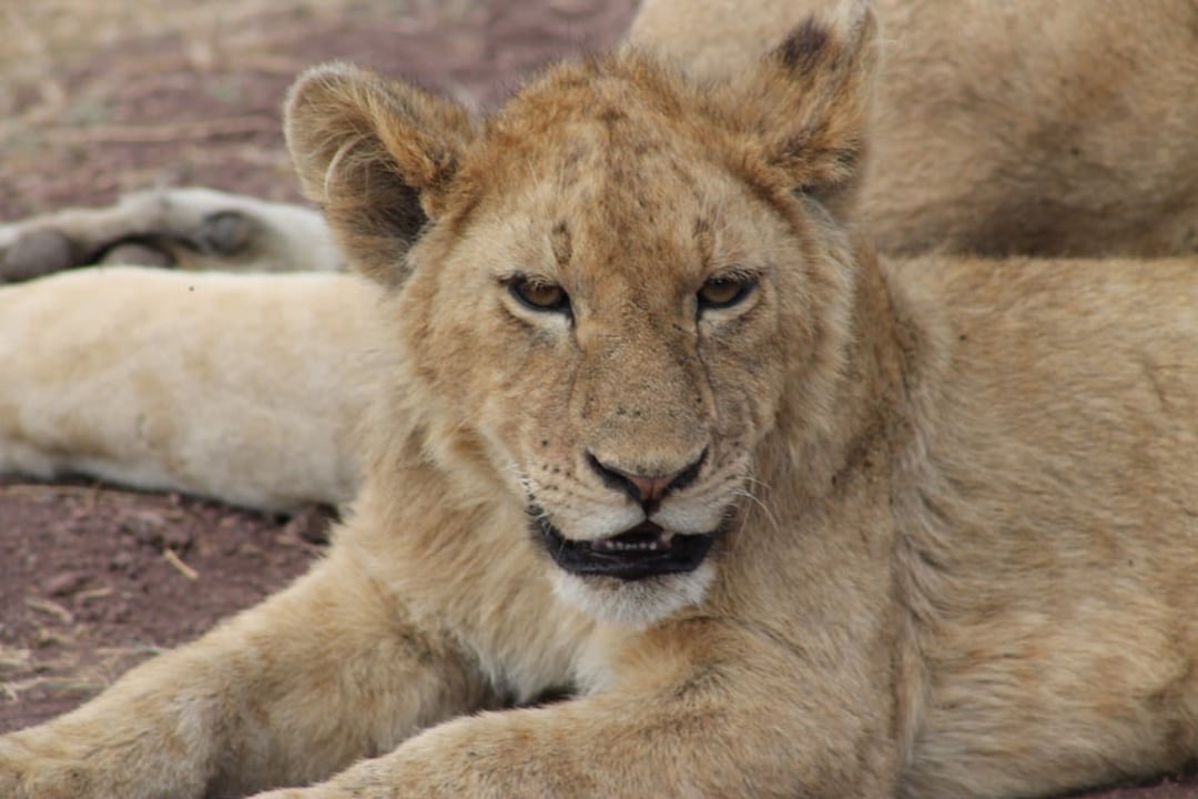 Olduvai Gorge, Serengeti plains, Ngorongoro Crater