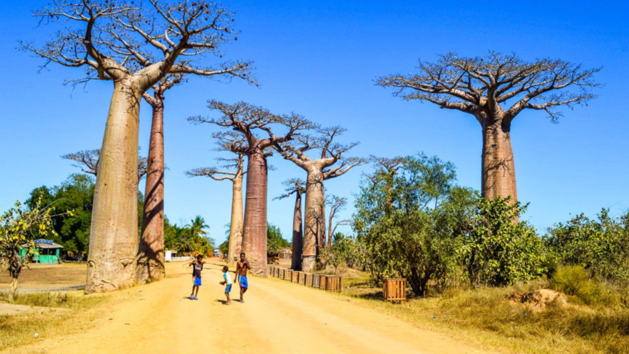 Tsiribihina River, Tsingy de Bemaraha National Park, Avenue of the Baobabs