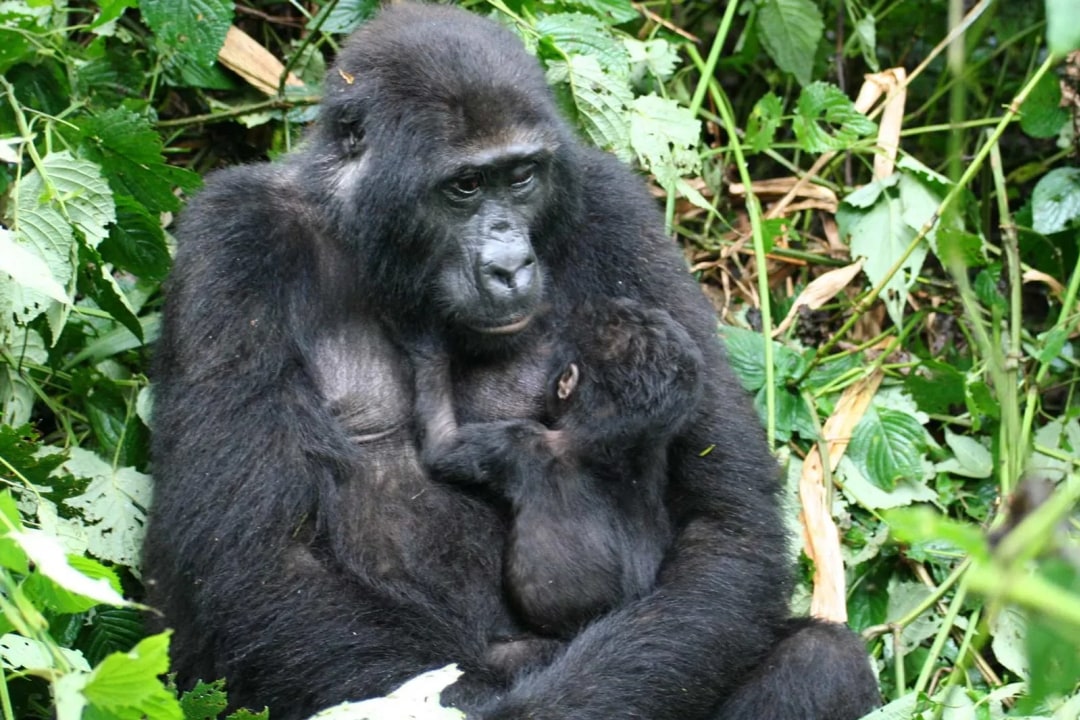Murchison Falls National Park, Victoria Nile, Kazinga Channel, Bwindi Impenetrable Forest