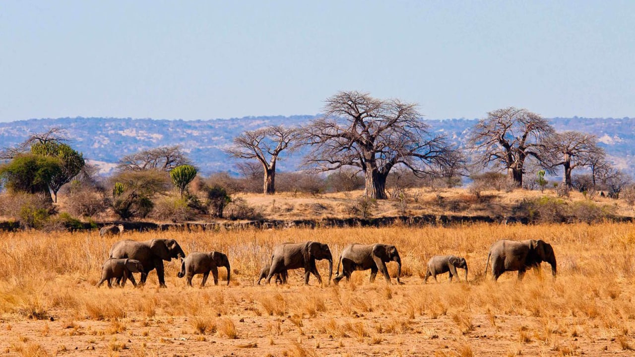 Lake Manyara National Park, Ngorongoro Crater, Tarangire National Park