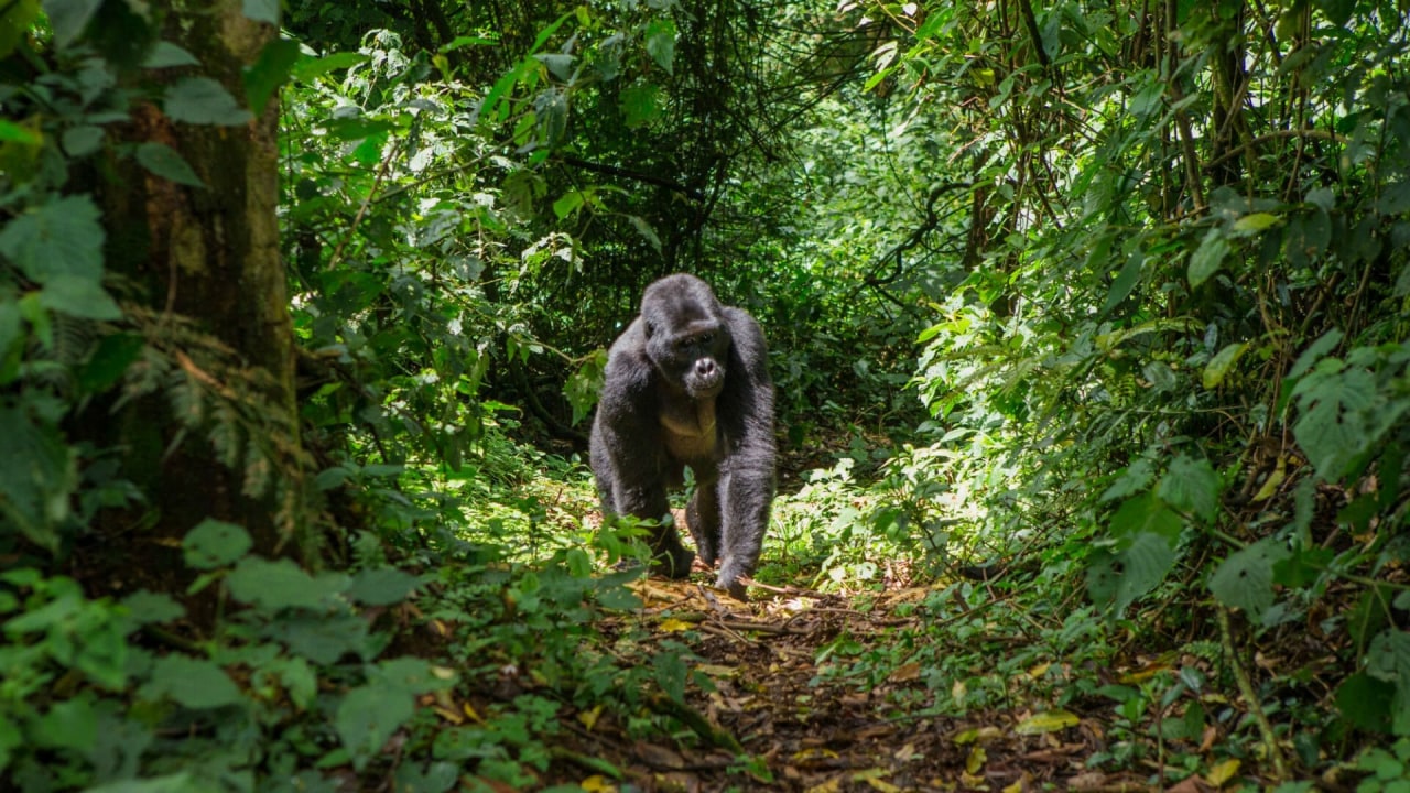 Bwindi Impenetrable National Park, Volcanoes National Park, Kisoro, Ruhengeri