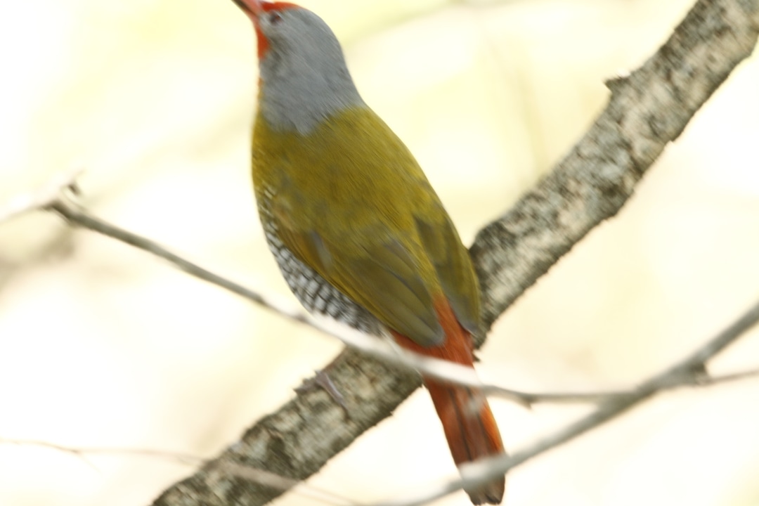 Port Shepstone Game Reserve, mountains of KwaZulu-Natal, Port Shepstone