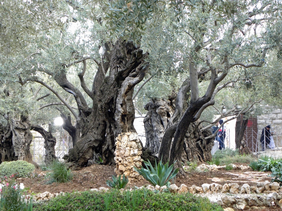 Mount of Olives, Gethsemane, Church of the Holy Sepulchre, Western Wall