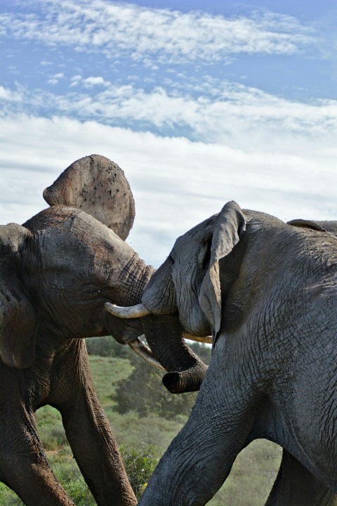 Northern Serengeti plains, Ngorongoro Crater rim, Kwale Island sandbank, Stone Town streets