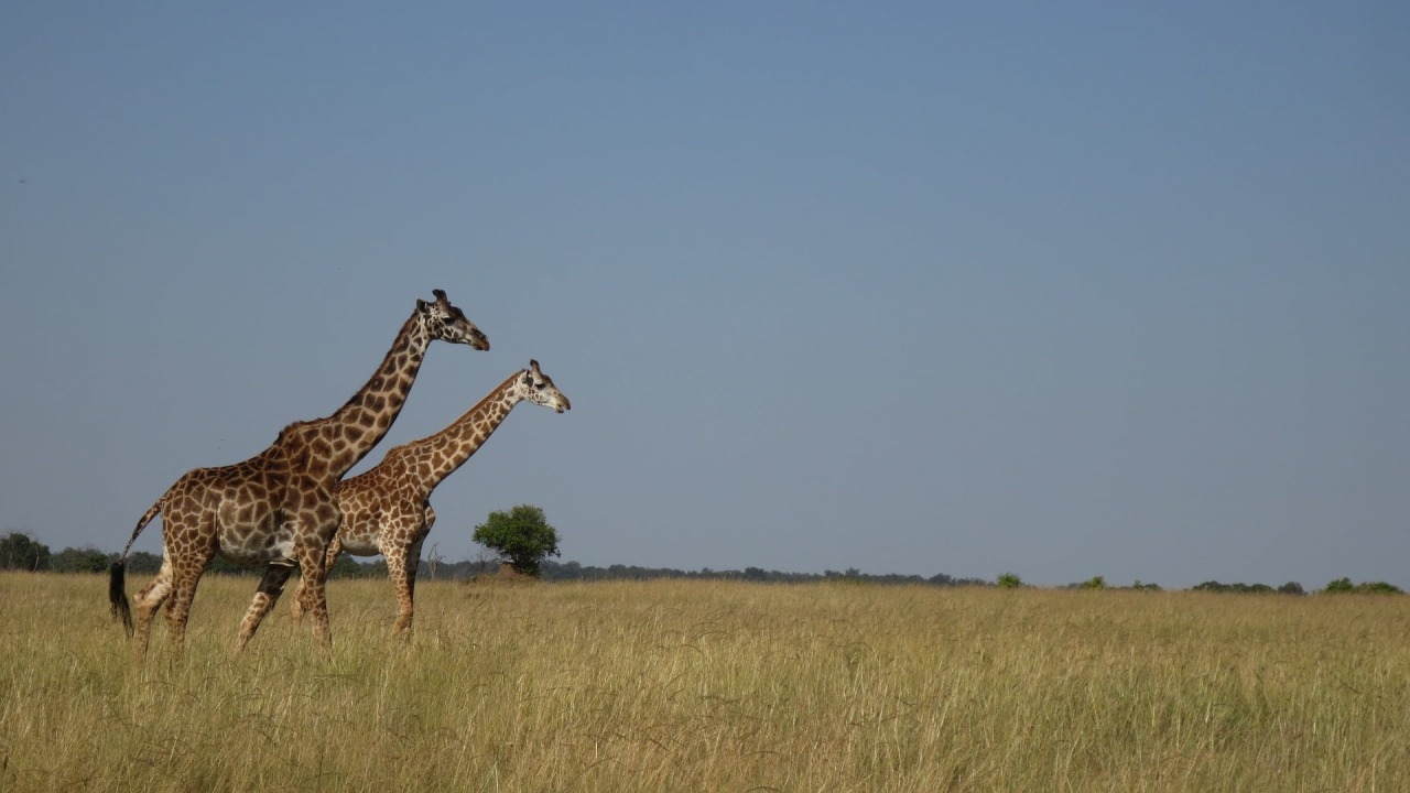 Great Rift Valley, Masai Mara, rolling grasslands dotted with acacia trees