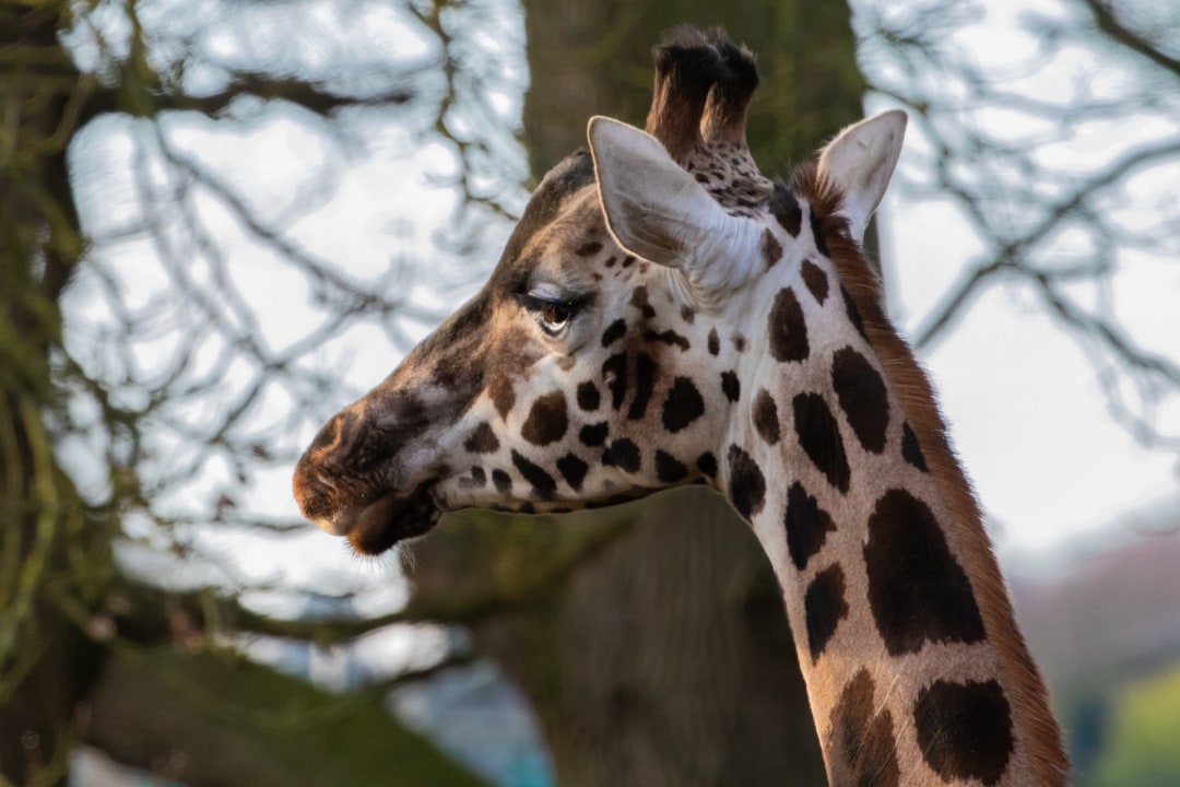 Karen Blixen museum, Giraffe Centre, Nairobi