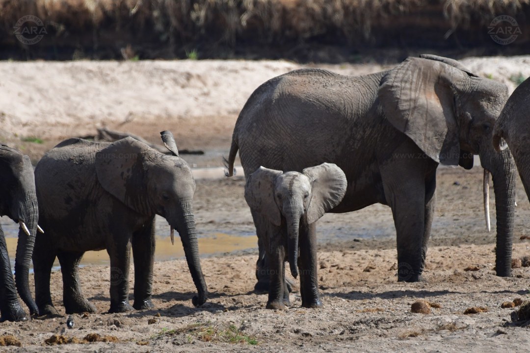 Tarangire National Park, Ngorongoro Crater wildlife, Elephant Cave and waterfall, Lake Manyara National Park escarpment