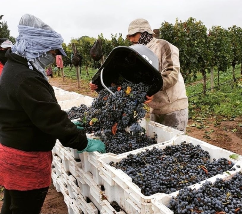 Maipú vineyards, Bodega Trivento, Alandes Winery, Trapiche Winery