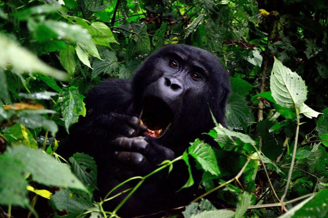 Bwindi Impenetrable Forest, Equator crossing, Lake Mburo National Park