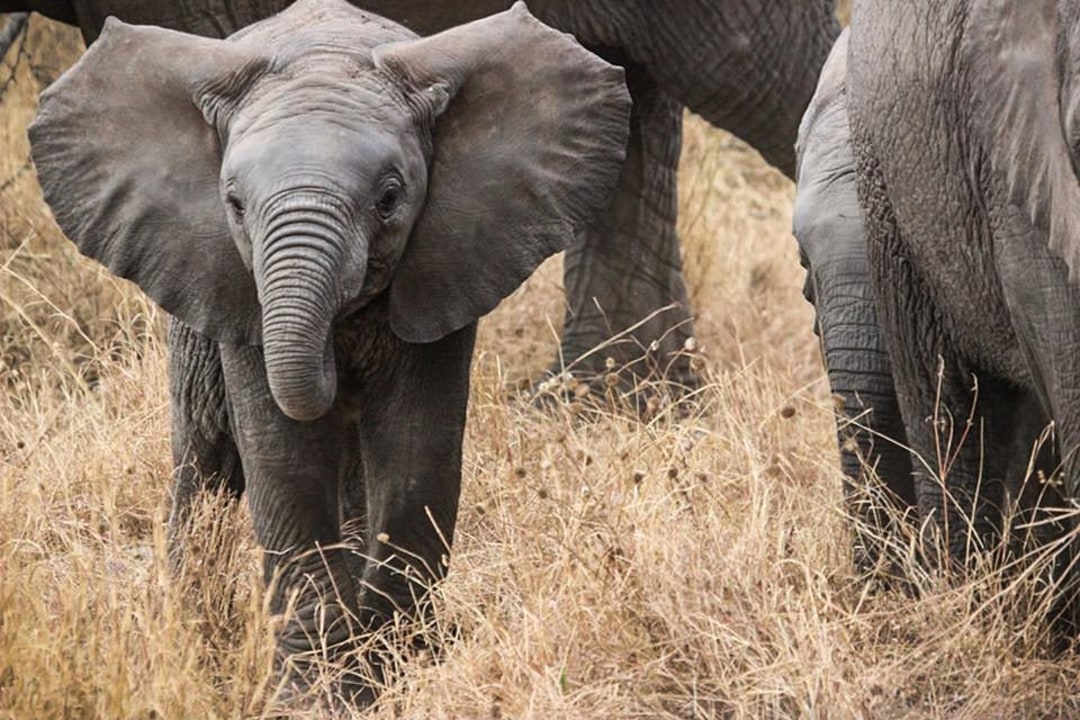 Lake Manyara National Park, Serengeti Plains, Ngorongoro Crater, Olduvai Gorge