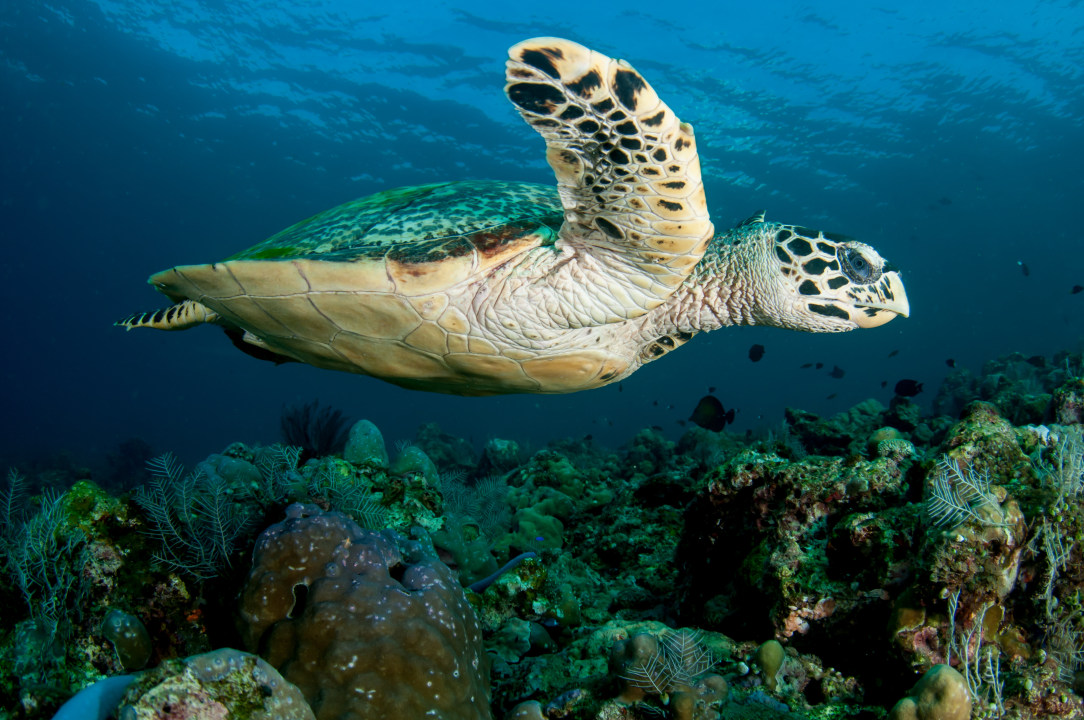 Daymaniyat Islands, Turtle Bay crystal waters, Coral Bay reefs, old Muscat coastline