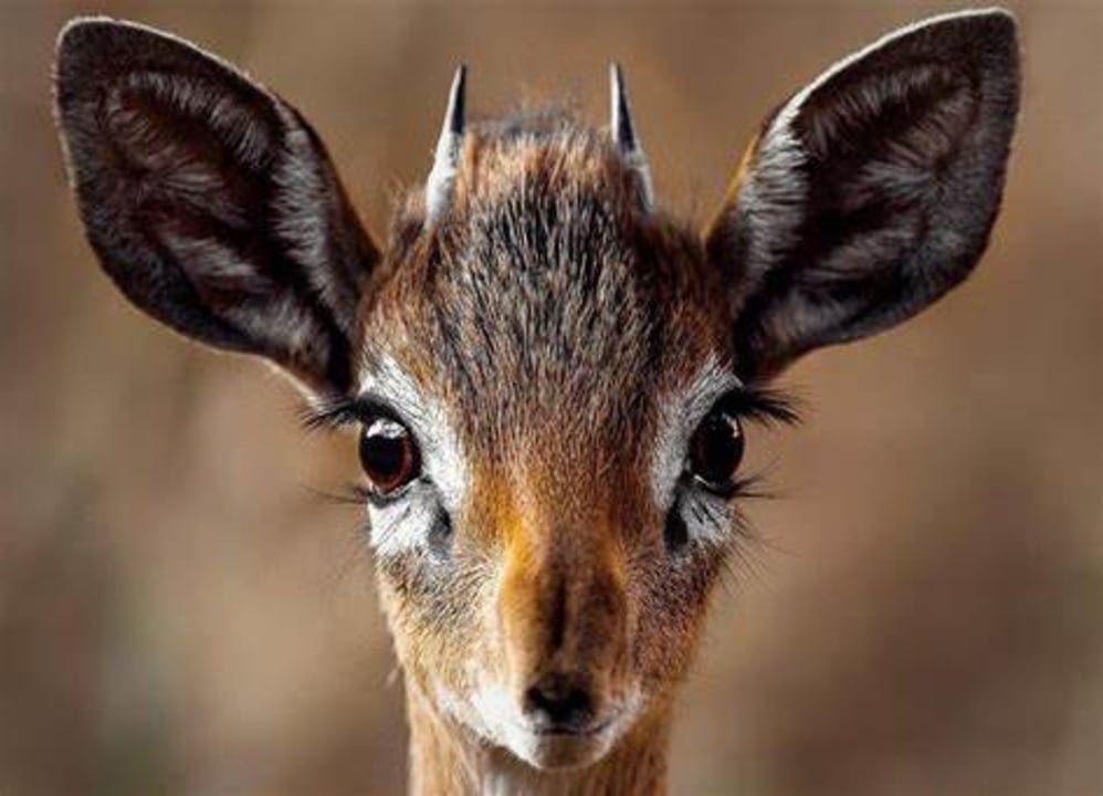 Arusha National Park, Napuru Waterfall, Mount Meru