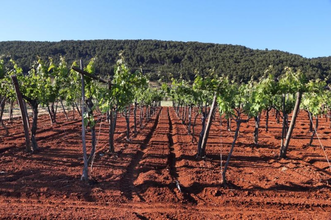 Taranto, Masseria, olive grove mill, vineyard and winery