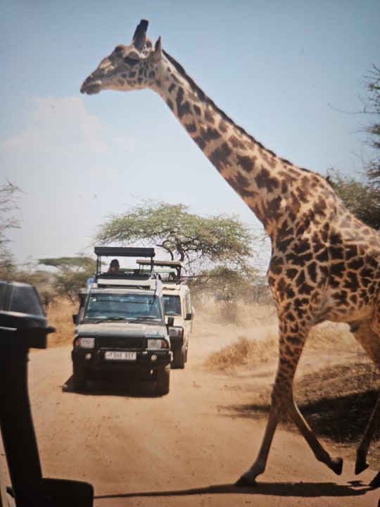 Masai Mara savannah, Great Rift Valley viewpoint, Serengeti National Park plains, Ngorongoro Crater