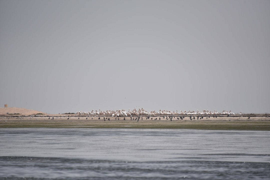 Banc d'Arguin National Park, Iwik, Atlantic waters, camp near the sea