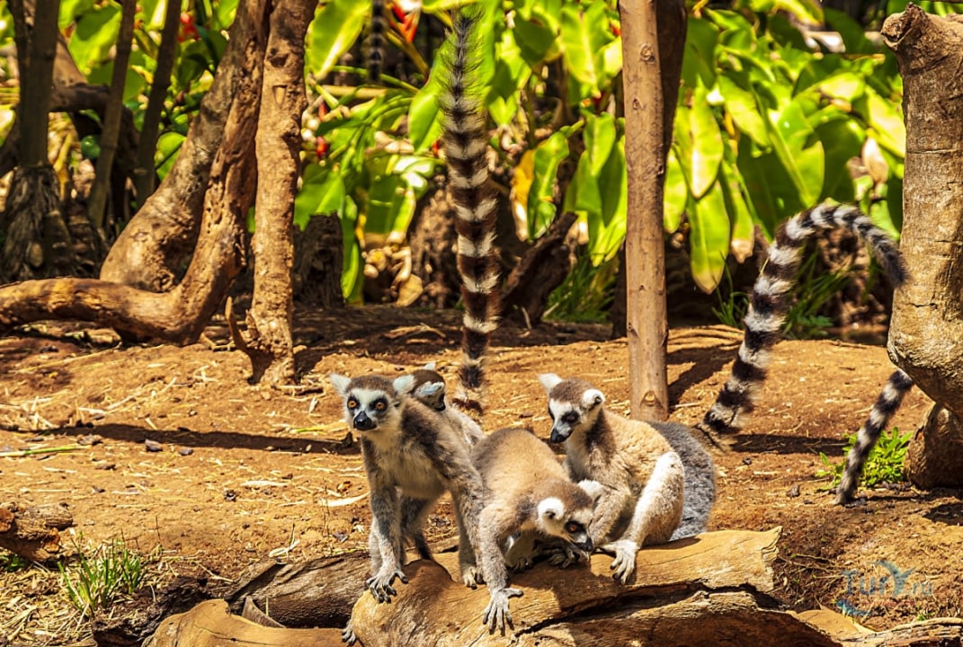 Peyreiras Reptile Reserve, Andasibe-Mantadia National Park trails, Nosy Iranja sandbar
