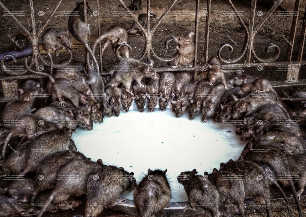 Junagarh Fort palaces, Prachina Museum textiles, Karni Mata Temple rats