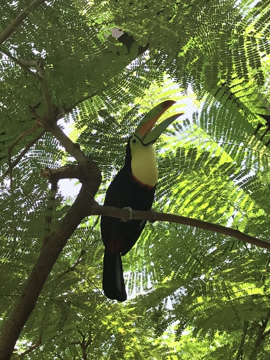 Santa Rosa National Park, tropical dry forest, Rincón de la Vieja Volcano National Park, rain forest
