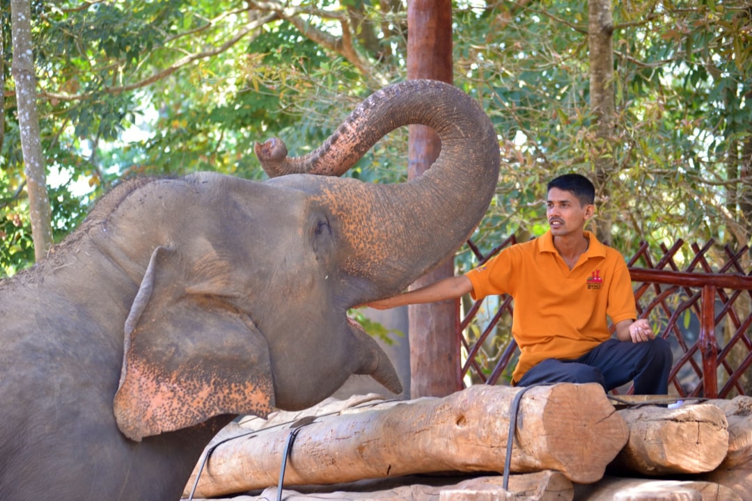 Pinnawala Elephant Orphanage, Temple of the Sacred Tooth Relic, Lake Gregory (Nuwara Eliya), Bentota Beach