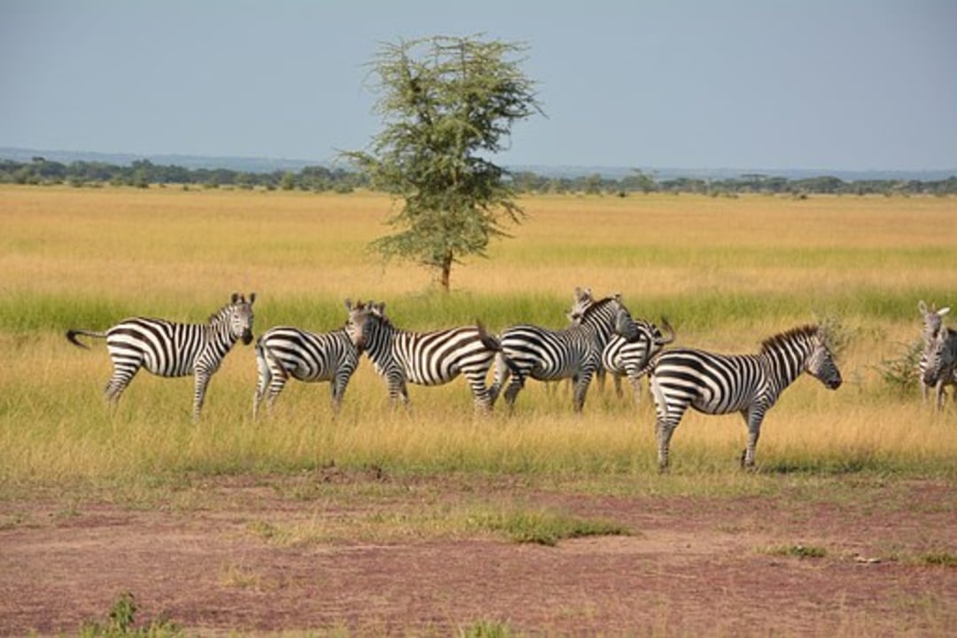 Serengeti plains, Serengeti kopjes, Ngorongoro Crater, Magadi Lake